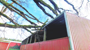 Fallen oak tree on agricultural building.