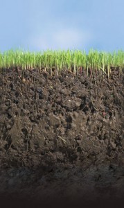Healthy soils reduce erosion and increase water holding capacity.