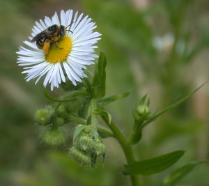 Native pollinator on fleabane.