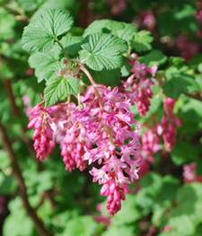 Native bees love red flowering currant!