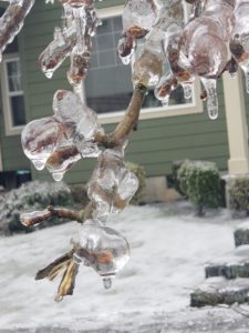 The February 2021 ice storm damaged trees in urban and rural areas of Clackamas County.