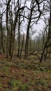 Oak stand with healthy and storm damaged trees.