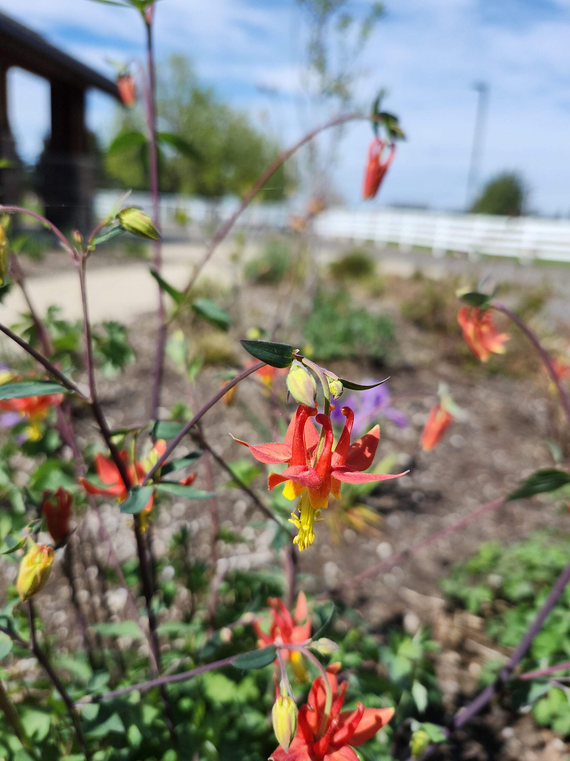 red columbine-Lisa K-4-15-26 – Clackamas Soil and Water Conservation ...