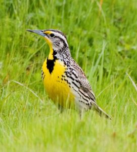 The Western Meadowlark is an Oregon white oak associated bird (and our state bird!).