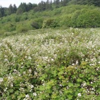 Himalayan Blackberry infestation