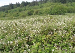 Himalayan Blackberry infestation