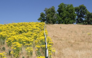 Tansy Ragwort is manageable