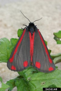 Cinnabar Moth is a bio control for tansy, but provides minimal control. (Photo: Eric Coombs, ODA)