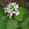 This file is licensed under the Creative Commons Attribution-Share Alike 3.0 Unported license. Source: https://en.wikipedia.org/wiki/File:Garlic_Mustard_close_800.jpg