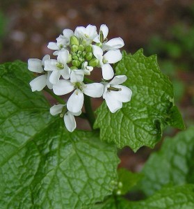 This file is licensed under the Creative Commons Attribution-Share Alike 3.0 Unported license. Source: https://en.wikipedia.org/wiki/File:Garlic_Mustard_close_800.jpg