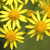 Tansy ragwort flowers