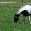 800x400 horse in pasture