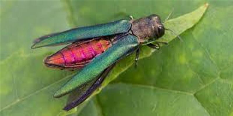 Emerald Ash Borer Found in Clackamas County - Clackamas SWCD