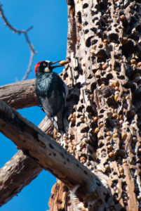 Acorn Woodpecker with “granary” (Photo: Johnath)