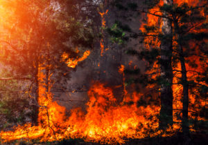 Learn how you can reduce wildfire risk on your property.