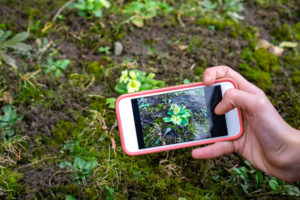 cell phone app for weed identification