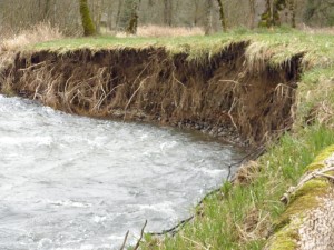 Milk Creek: Eroding streambank
