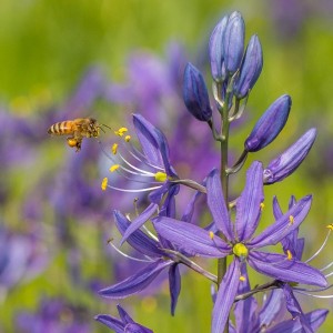 The Gardening for Wildlife Workshop can help you help pollinators! (Photo by Jason Faucera)