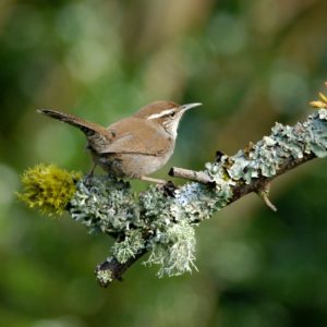 Bewick’s wren (Photo: Minette Layne)