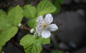 Blackberry flowers have five white to pale pink petals.