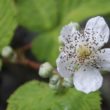 October Invasive Weed of the Month: Himalayan Blackberry Blackberry flower 800x400