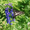 Native blue delphinium    photo by Sam Leininger