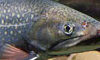 Brook_trout_USFWS-Eric-Engbretson-feature-cropped