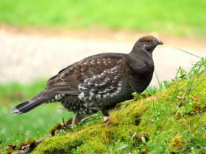 Sooty Grouse Photo by Cathy Burk