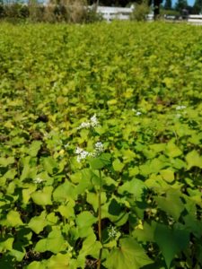 Buckwheat is a good choice for a summer cover crop.