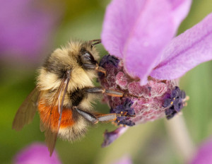 Bumble bee (by Jason Faucera)