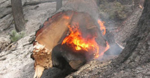 Prolonged burning kills soil organisms (Oregon Dept. of Forestry)