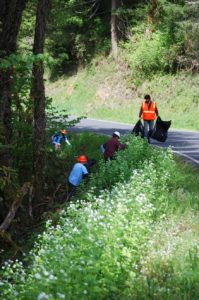 The Clackamas SWCD WeedWise crew removing garlic mustard.