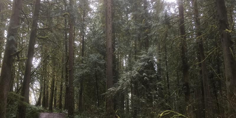 Forest located in Molalla, Oregon