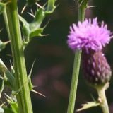 March Invasive Weed of the Month: Canada Thistle Canada thistle 4 County CWMA