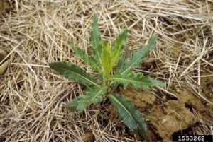 Canada thistle rosettes emerge in early spring.