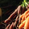 Carrots at OLFM 800x400