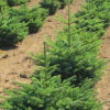 Local Christmas tree field