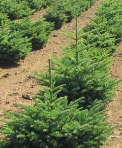 Local Christmas tree field