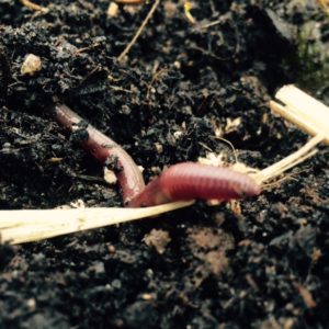 Healthy soil holds more water to support microbes and invertebrates.