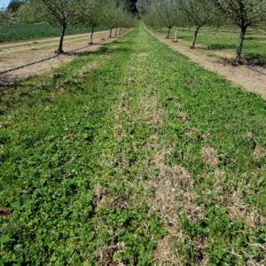 Cover crop on this hazelnut farm increases fertility and does not hamper harvesting.