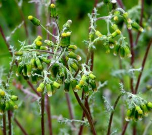 Common groundsel with yellow flowers