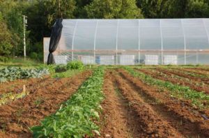 High tunnel on farm with row crops in the foreground.