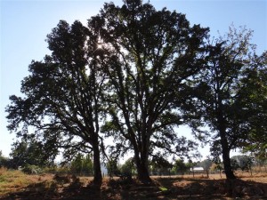 We work with landowners to protected Oregon white oaks and oak habitat. 