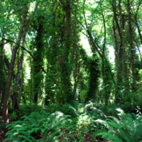 The weight of ivy in tree canopies can cause them to fall during storms.