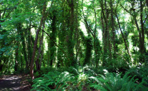 The weight of ivy in tree canopies can cause them to fall during storms.