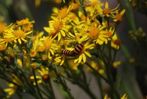 Cinnabar Moth caterpillar on Tansy Ragwort