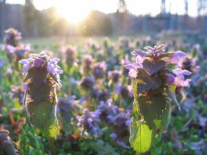 Purple dead nettle growing in a field.