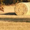 Dry fall pasture 800x400