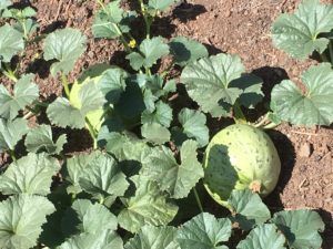 Melons are sweet and juicy without any irrigation.