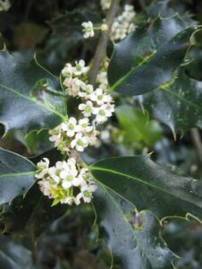 Clusters of white English Ivy flowers